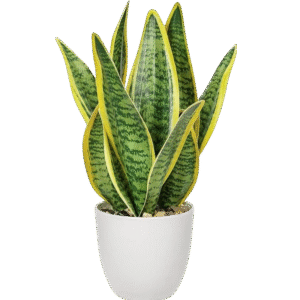 Indoor plant air purifier