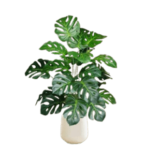 Monstera deliciosa , Swiss Cheese Plant, Split-Leaf Philodendron