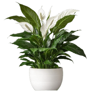 Scientific Name: Spathiphyllum wallisii  Common Names: Peace Lily, White Sail Plant