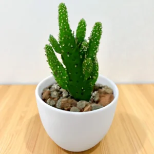 Opuntia Monocantha (Bare Rooted)