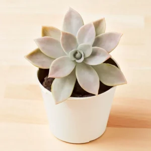 Scientific Name: Graptoveria (hybrid between Graptopetalum and Echeveria)  Common Names: Grapto-Echeveria, Graptoveria Succulent, Hybrid Succulent